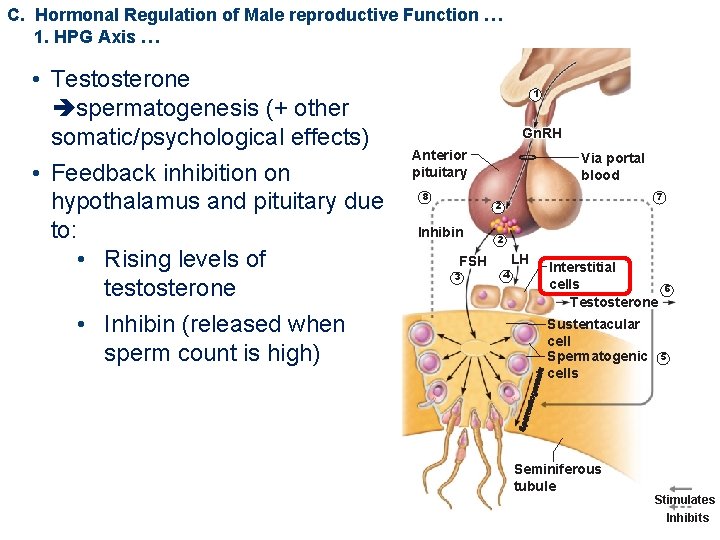 C. Hormonal Regulation of Male reproductive Function … 1. HPG Axis … • Testosterone