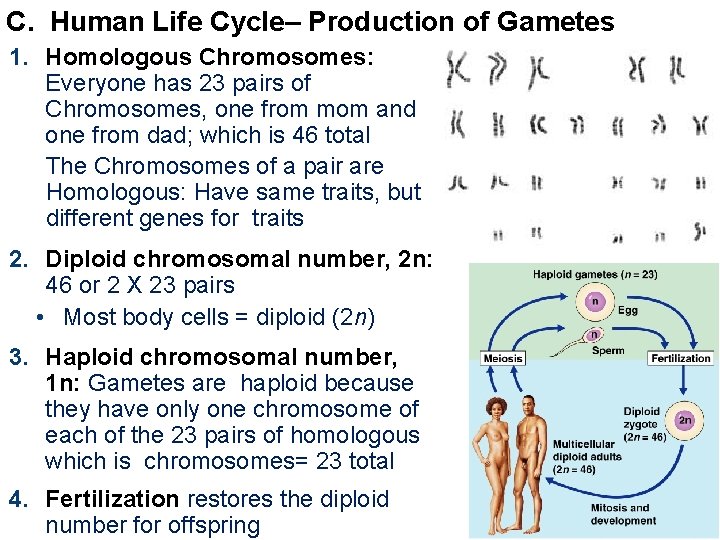 C. Human Life Cycle– Production of Gametes 1. Homologous Chromosomes: Everyone has 23 pairs