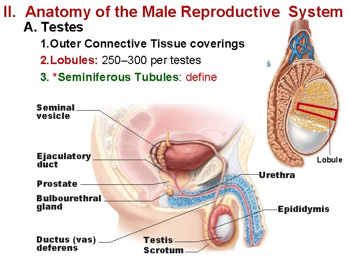 II. Anatomy of the Male Reproductive System A. Testes 1. Outer Connective Tissue coverings