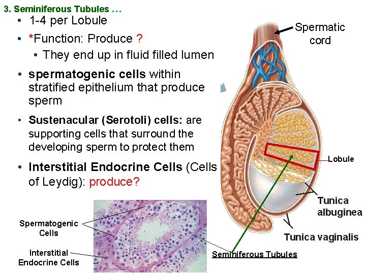 3. Seminiferous Tubules … • 1 -4 per Lobule • *Function: Produce ? •