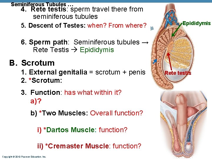 Seminiferous Tubules … 4. Rete testis: sperm travel there from seminiferous tubules 5. Descent