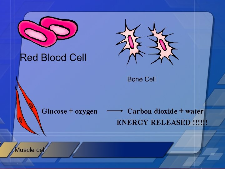 Glucose + oxygen Carbon dioxide + water ENERGY RELEASED !!!!!! 