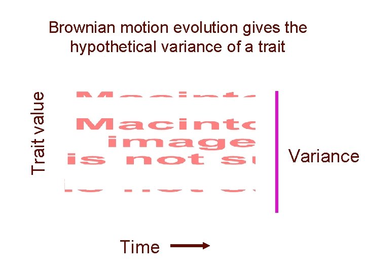 Trait value Brownian motion evolution gives the hypothetical variance of a trait Variance Time