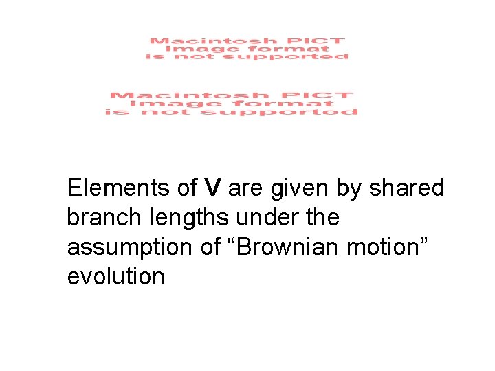 Elements of V are given by shared branch lengths under the assumption of “Brownian