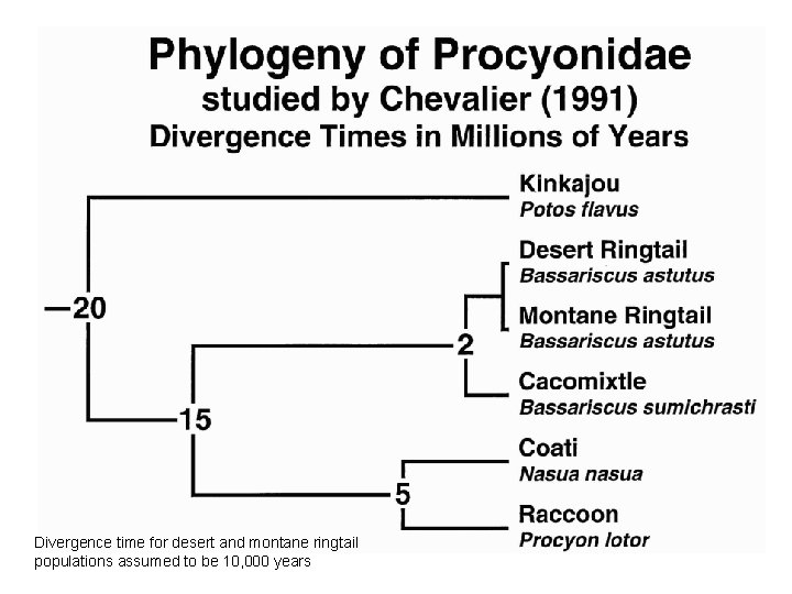 Divergence time for desert and montane ringtail populations assumed to be 10, 000 years