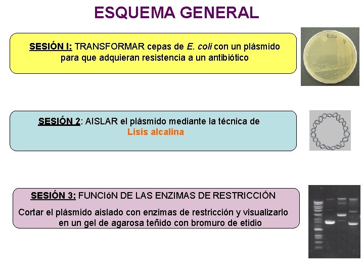 ESQUEMA GENERAL SESIÓN I: TRANSFORMAR cepas de E. coli con un plásmido para que