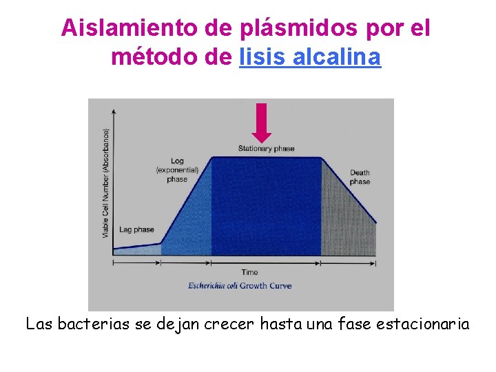 Aislamiento de plásmidos por el método de lisis alcalina Las bacterias se dejan crecer