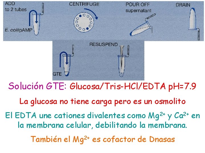 Solución GTE: Glucosa/Tris-HCl/EDTA p. H=7. 9 La glucosa no tiene carga pero es un