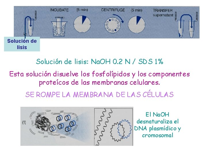 Solución de lisis: Na. OH 0. 2 N / SDS 1% Esta solución disuelve