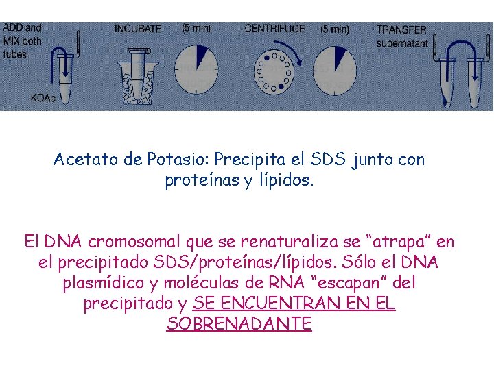 Acetato de Potasio: Precipita el SDS junto con proteínas y lípidos. El DNA cromosomal