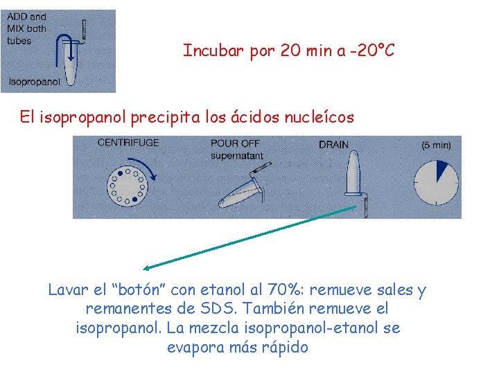 Incubar por 20 min a -20°C El isopropanol precipita los ácidos nucleícos Lavar el