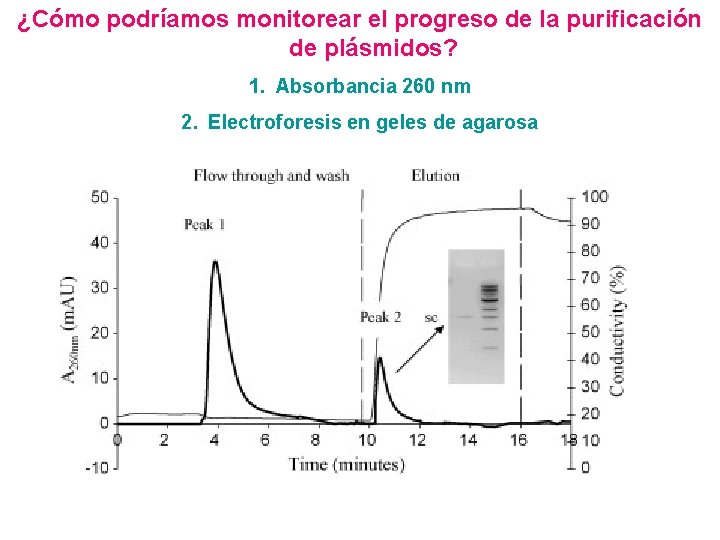 ¿Cómo podríamos monitorear el progreso de la purificación de plásmidos? 1. Absorbancia 260 nm