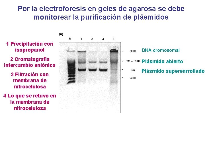 Por la electroforesis en geles de agarosa se debe monitorear la purificación de plásmidos