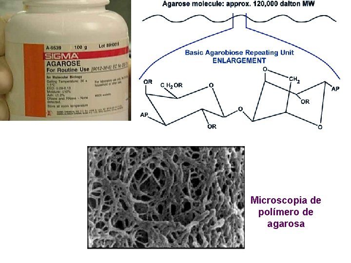 Microscopia de polímero de agarosa 