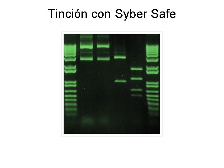 Tinción con Syber Safe 