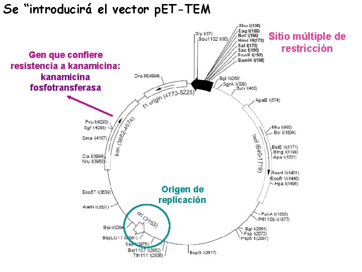 Se “introducirá el vector p. ET-TEM Sitio múltiple de restricción Gen que confiere resistencia