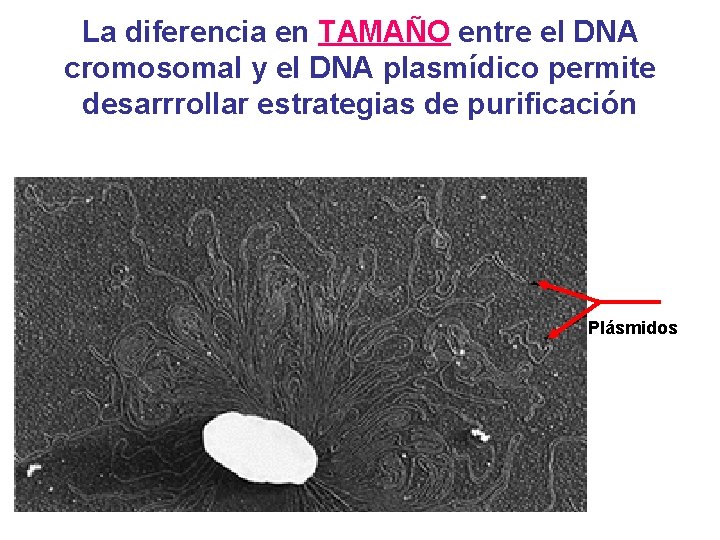 La diferencia en TAMAÑO entre el DNA cromosomal y el DNA plasmídico permite desarrrollar