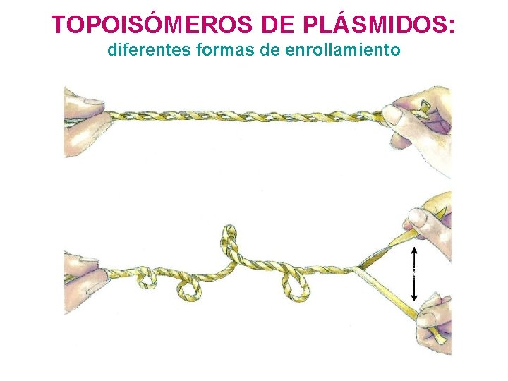 TOPOISÓMEROS DE PLÁSMIDOS: diferentes formas de enrollamiento 