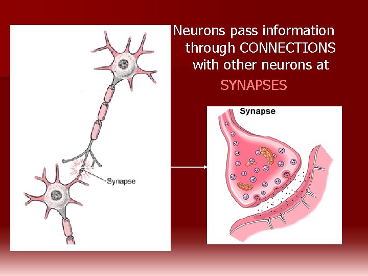 Neurons pass information through CONNECTIONS with other neurons at SYNAPSES 