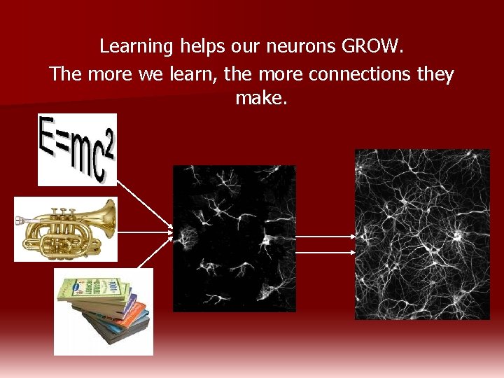 Learning helps our neurons GROW. The more we learn, the more connections they make.