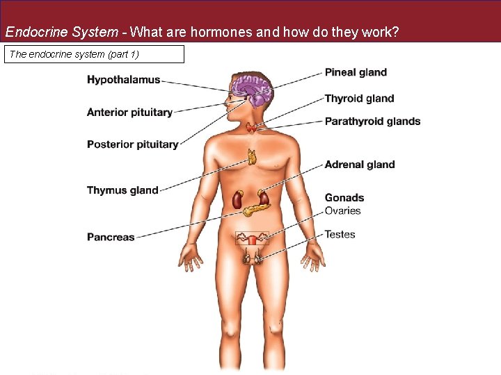 Endocrine System - What are hormones and how do they work? The endocrine system