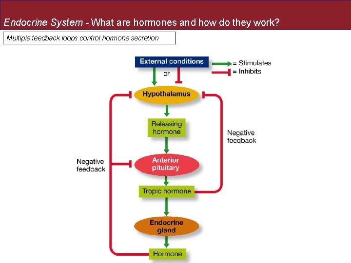 Endocrine System - What are hormones and how do they work? Multiple feedback loops
