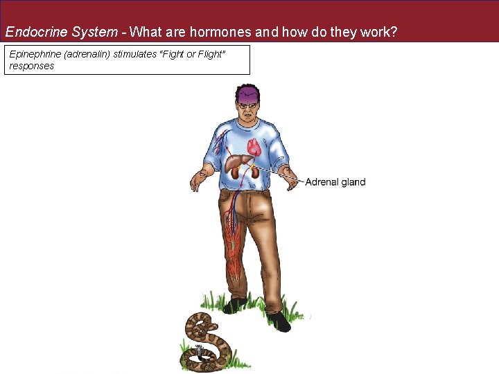 Endocrine System - What are hormones and how do they work? Epinephrine (adrenalin) stimulates