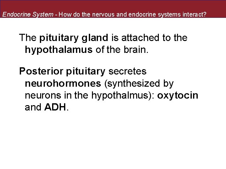 Endocrine System - How do the nervous and endocrine systems interact? The pituitary gland