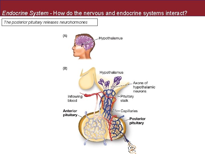 Endocrine System - How do the nervous and endocrine systems interact? The posterior pituitary Endocrine System - How do the nervous and endocrine systems interact? The posterior pituitary