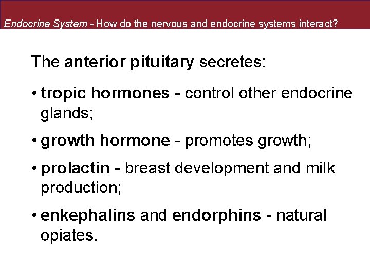Endocrine System - How do the nervous and endocrine systems interact? The anterior pituitary Endocrine System - How do the nervous and endocrine systems interact? The anterior pituitary