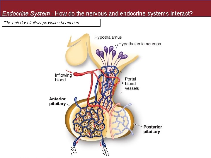 Endocrine System - How do the nervous and endocrine systems interact? The anterior pituitary