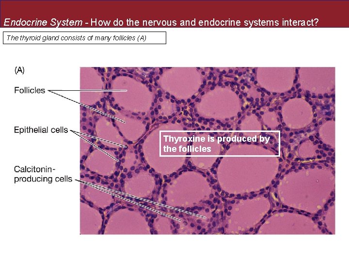 Endocrine System - How do the nervous and endocrine systems interact? The thyroid gland Endocrine System - How do the nervous and endocrine systems interact? The thyroid gland