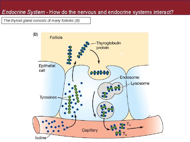 Endocrine System - How do the nervous and endocrine systems interact? The thyroid gland