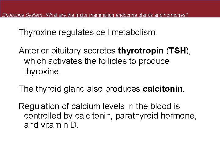 Endocrine System - What are the major mammalian endocrine glands and hormones? Thyroxine regulates