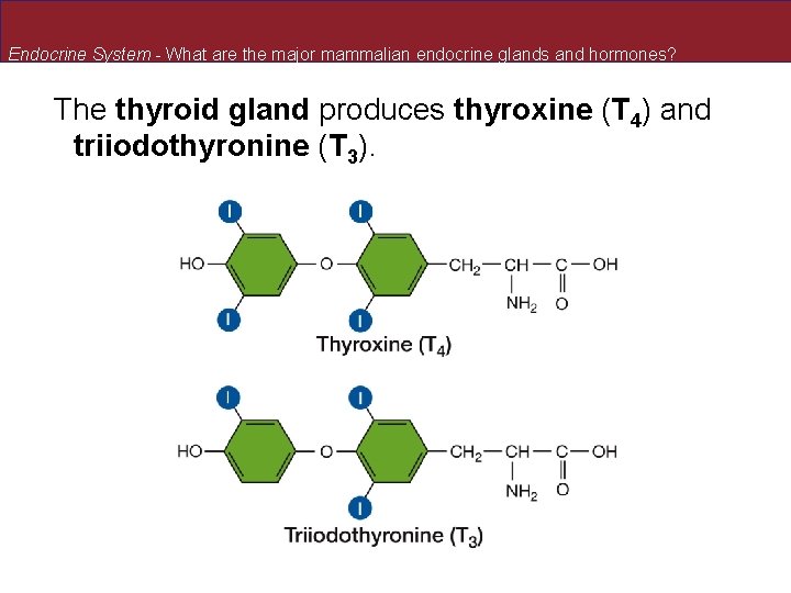 Endocrine System - What are the major mammalian endocrine glands and hormones? The thyroid