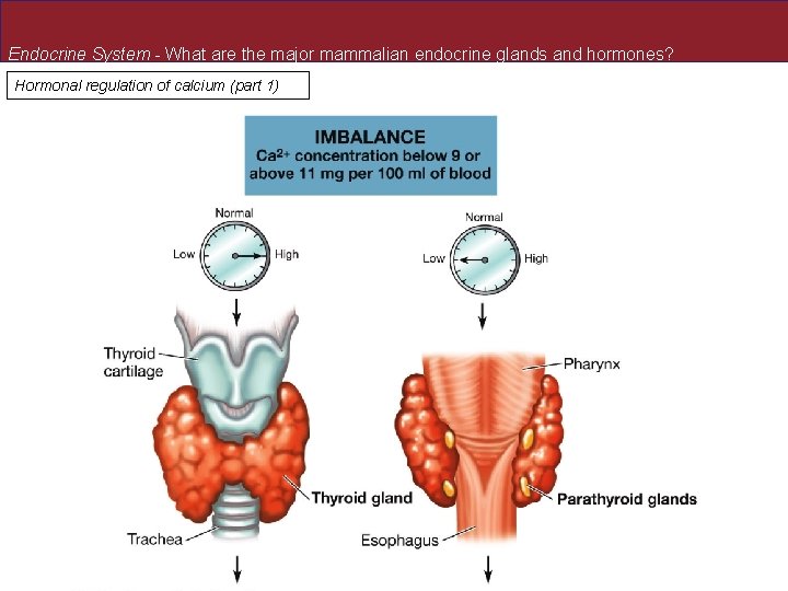 Endocrine System - What are the major mammalian endocrine glands and hormones? Hormonal regulation Endocrine System - What are the major mammalian endocrine glands and hormones? Hormonal regulation