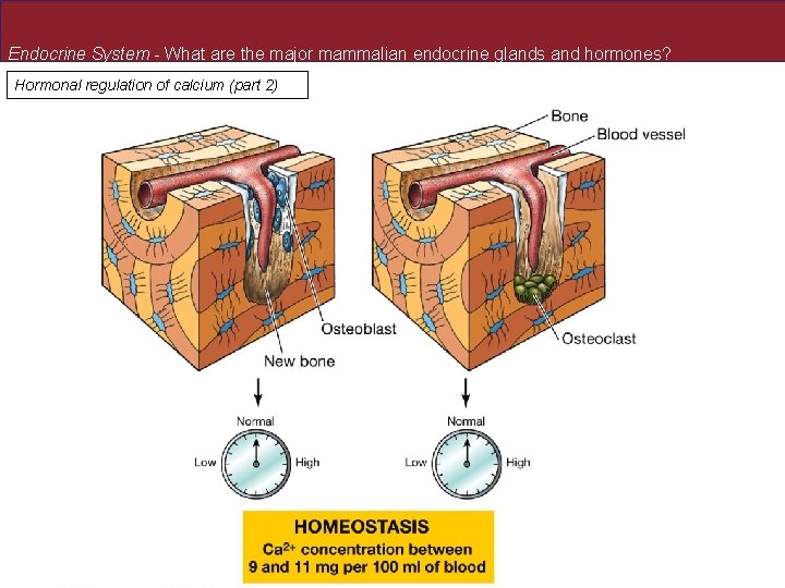 Endocrine System - What are the major mammalian endocrine glands and hormones? Hormonal regulation