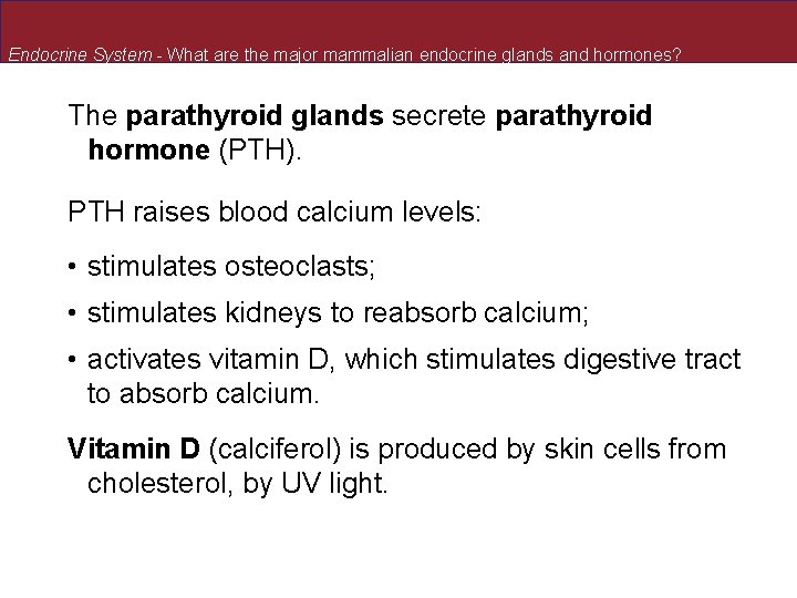 Endocrine System - What are the major mammalian endocrine glands and hormones? The parathyroid