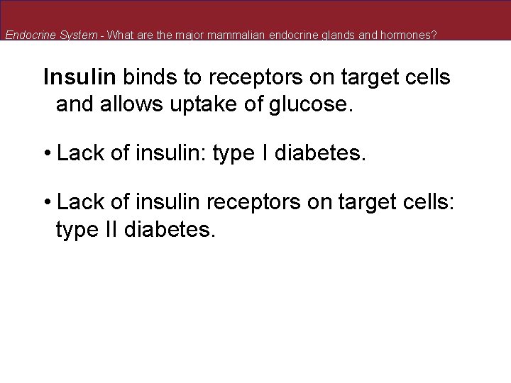 Endocrine System - What are the major mammalian endocrine glands and hormones? Insulin binds