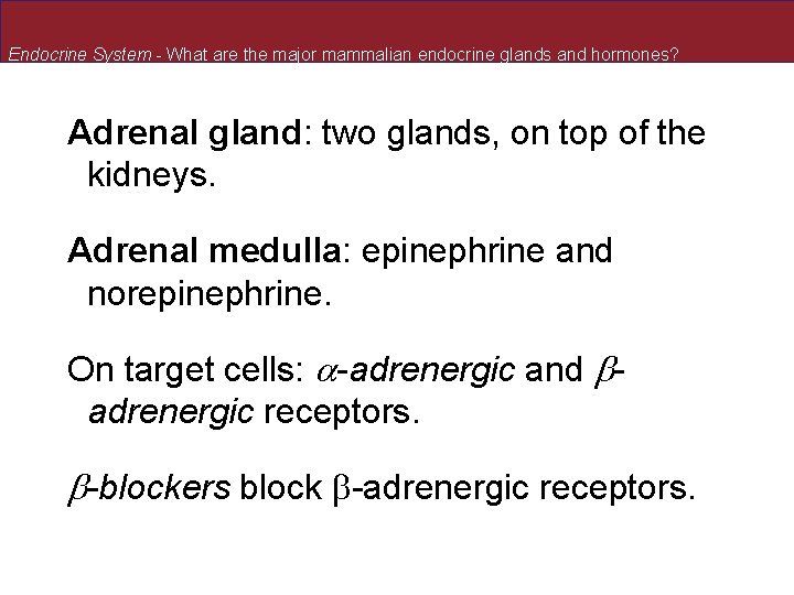 Endocrine System - What are the major mammalian endocrine glands and hormones? Adrenal gland: Endocrine System - What are the major mammalian endocrine glands and hormones? Adrenal gland: