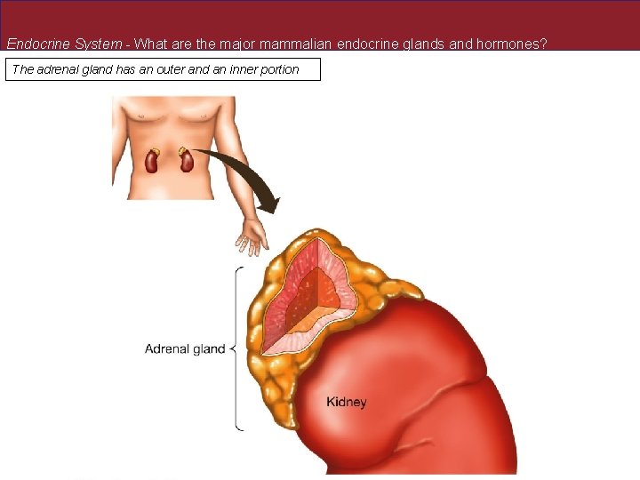 Endocrine System - What are the major mammalian endocrine glands and hormones? The adrenal