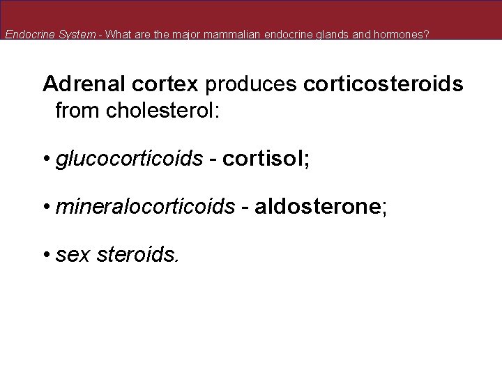 Endocrine System - What are the major mammalian endocrine glands and hormones? Adrenal cortex Endocrine System - What are the major mammalian endocrine glands and hormones? Adrenal cortex