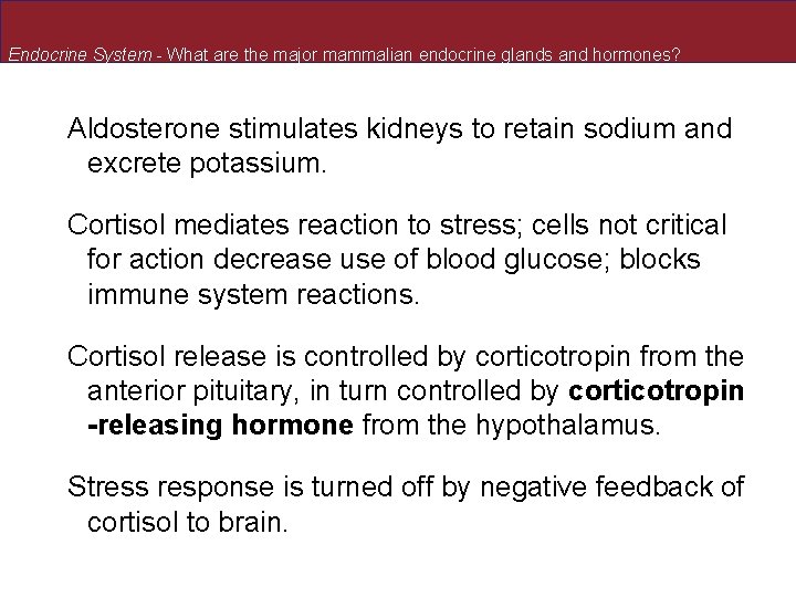 Endocrine System - What are the major mammalian endocrine glands and hormones? Aldosterone stimulates