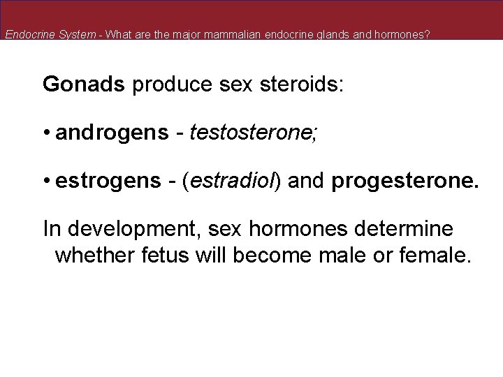 Endocrine System - What are the major mammalian endocrine glands and hormones? Gonads produce Endocrine System - What are the major mammalian endocrine glands and hormones? Gonads produce