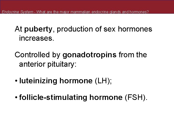 Endocrine System - What are the major mammalian endocrine glands and hormones? At puberty, Endocrine System - What are the major mammalian endocrine glands and hormones? At puberty,
