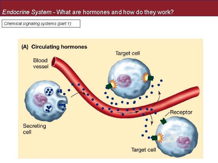 Endocrine System - What are hormones and how do they work? Chemical signaling systems