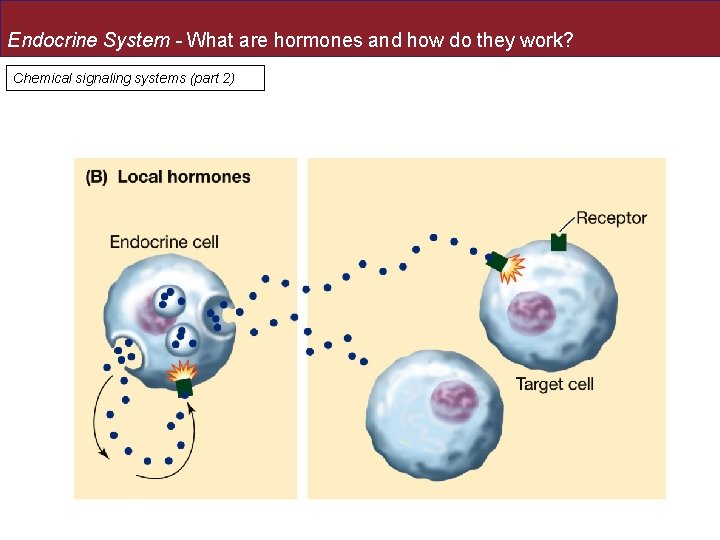 Endocrine System - What are hormones and how do they work? Chemical signaling systems