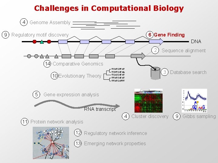 Challenges in Computational Biology 4 Genome Assembly 9 Regulatory motif discovery 6 Gene Finding