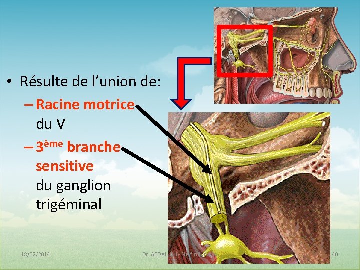 V Nerf Trijumeau Dr A ABDALLAH Laboratoire dAnatomie