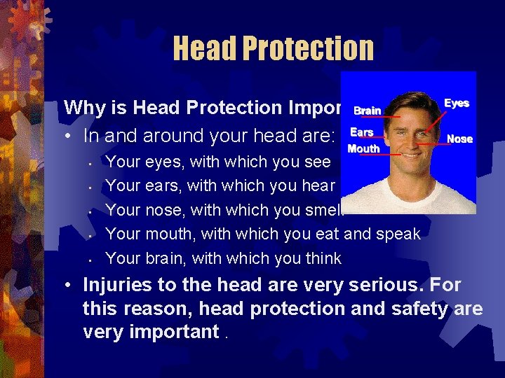 Head Protection Why is Head Protection Important? • In and around your head are: